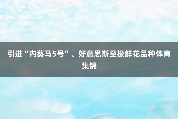 引进“内葵马5号”、好意思斯至极鲜花品种体育集锦